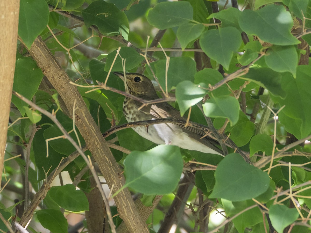Swainson's Thrush - ML610044618