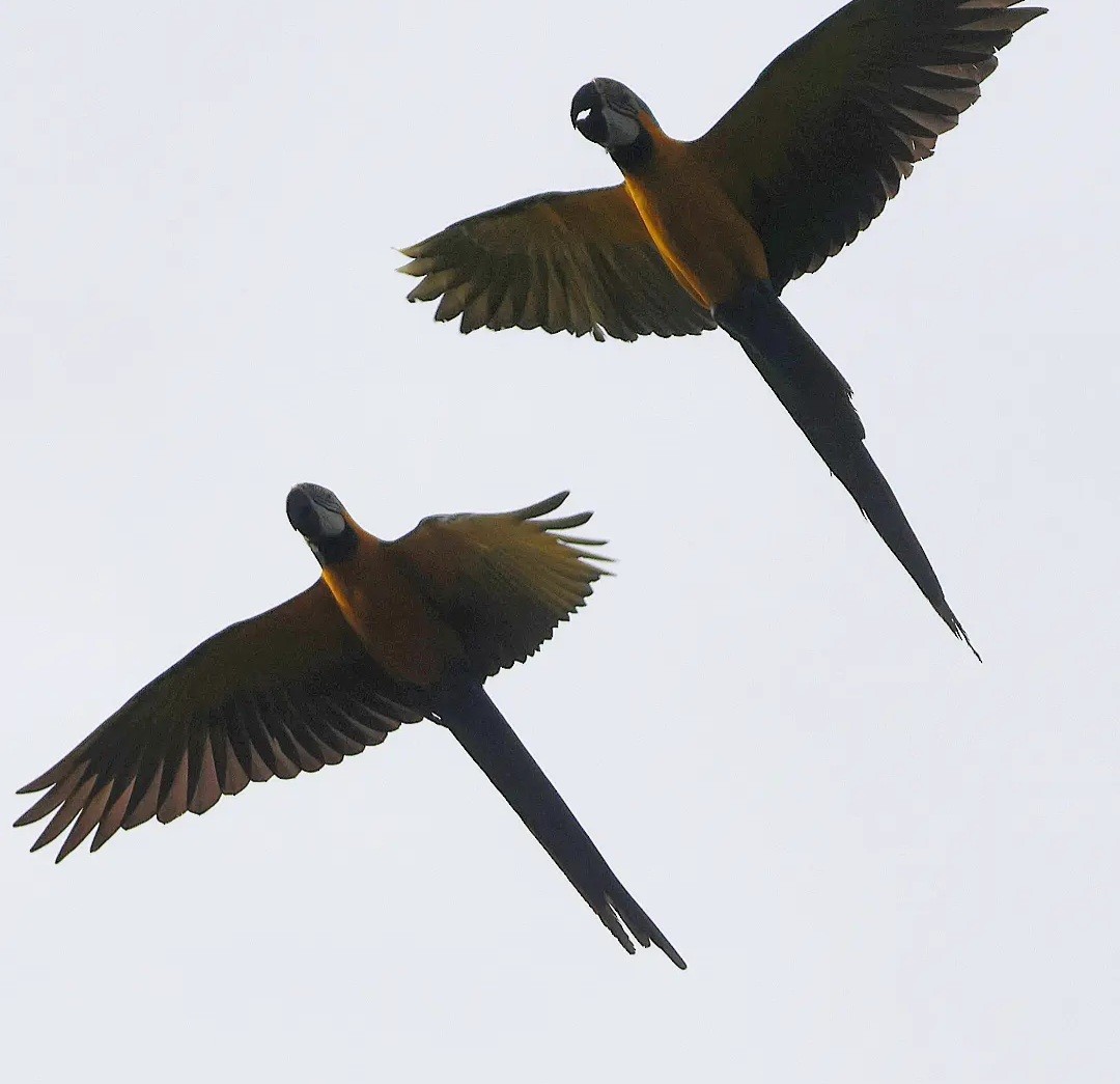 Blue-and-yellow Macaw - ML610044619