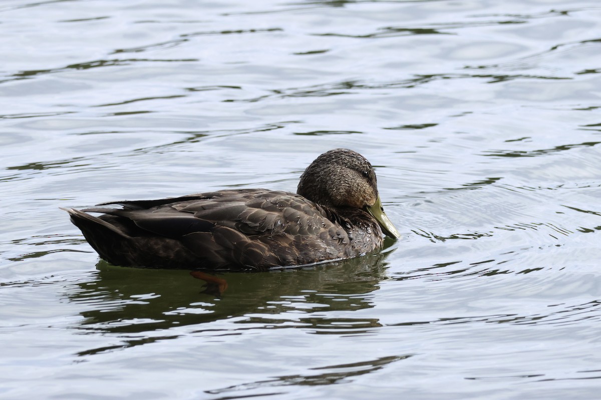 American Black Duck - ML610044624