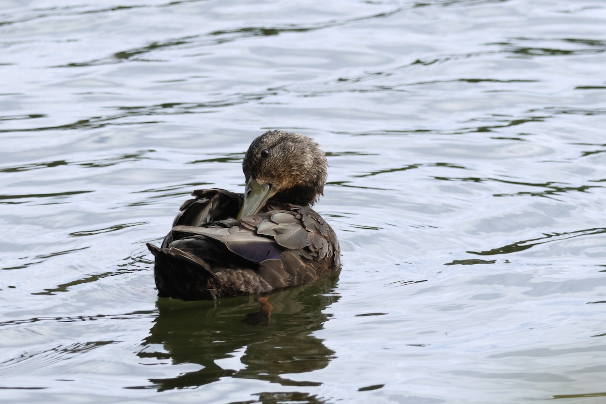 American Black Duck - ML610044625