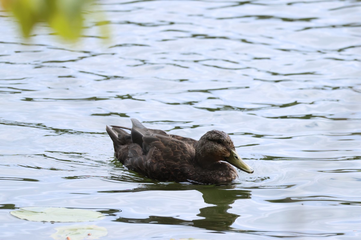 American Black Duck - ML610044626