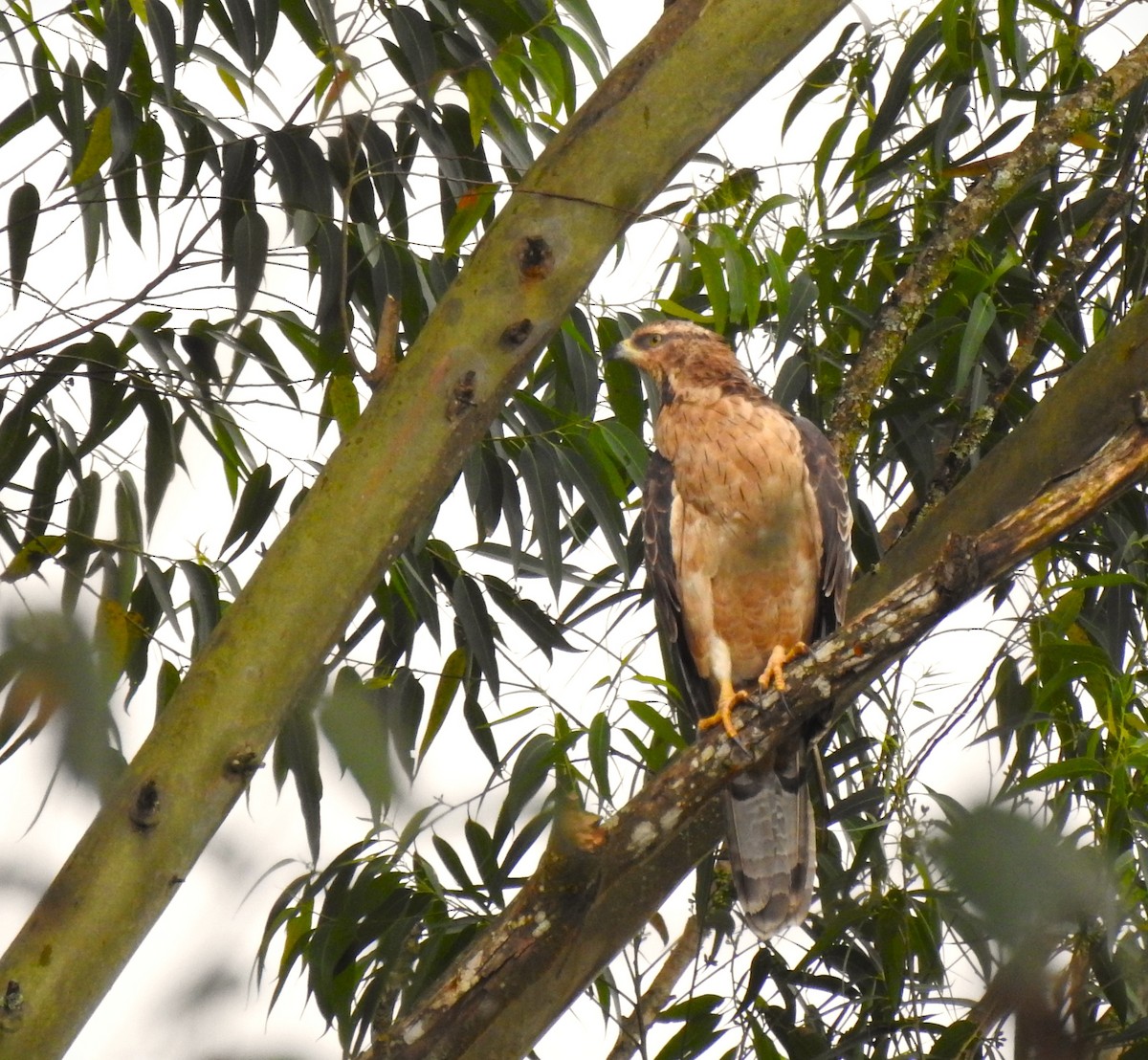 Oriental Honey-buzzard - Sampath Seneviratne