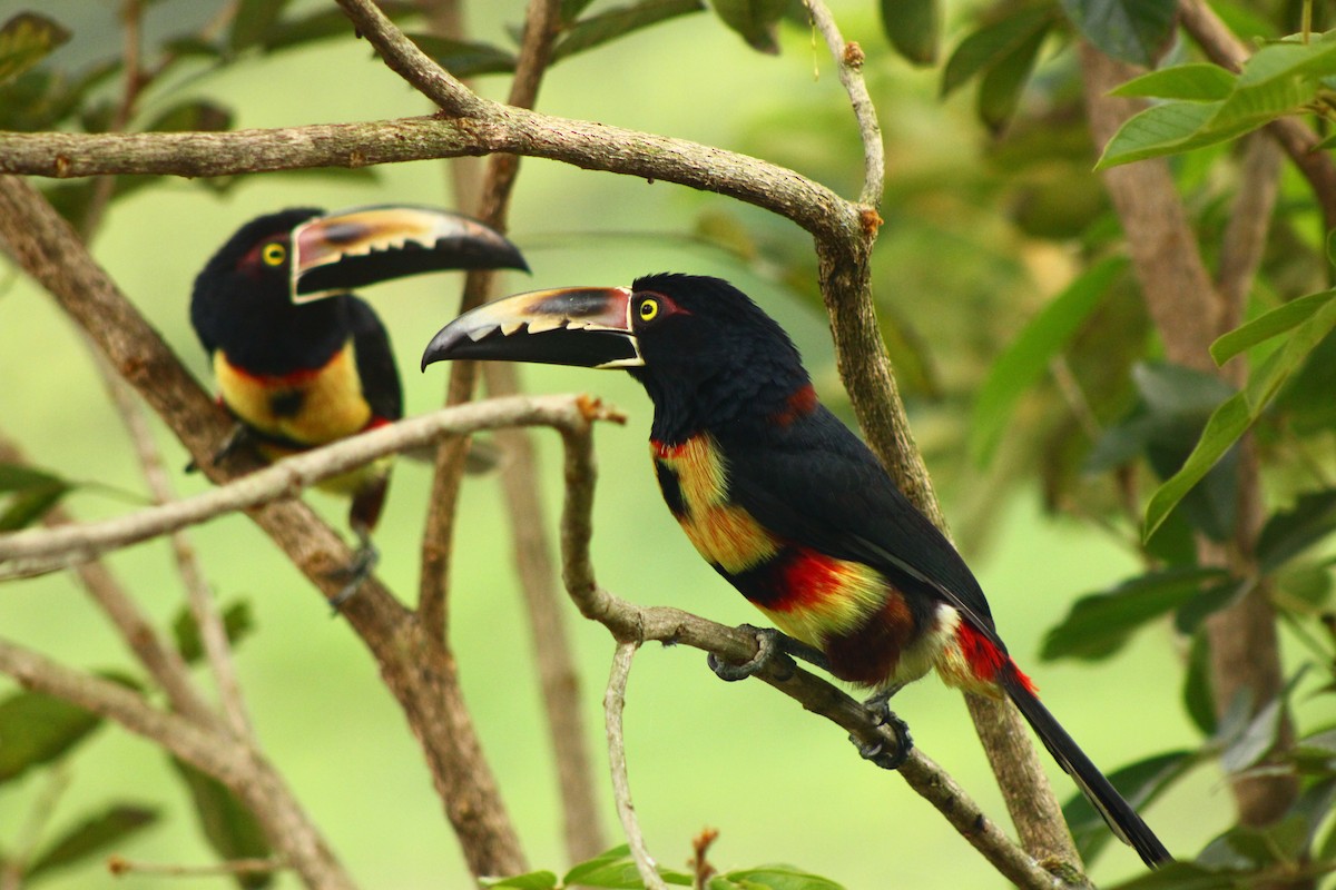 Collared Aracari - ML610044679