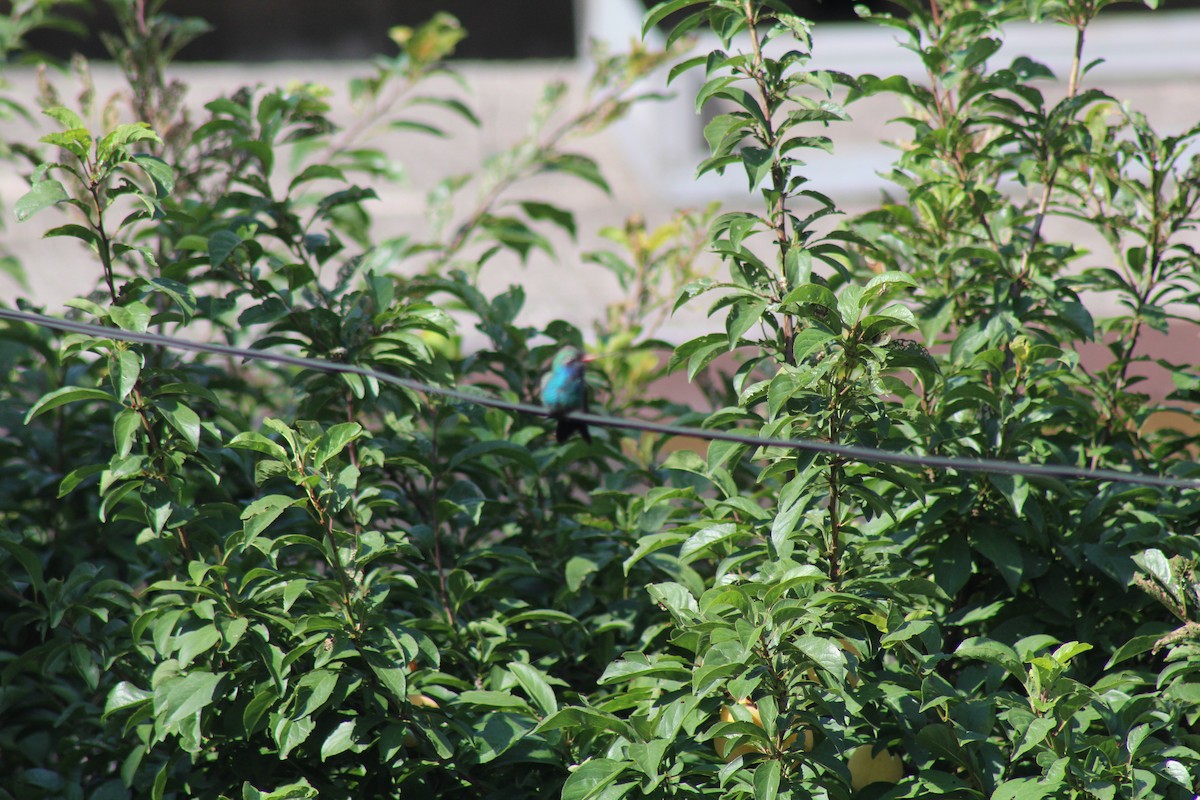 Broad-billed Hummingbird - ML610044682