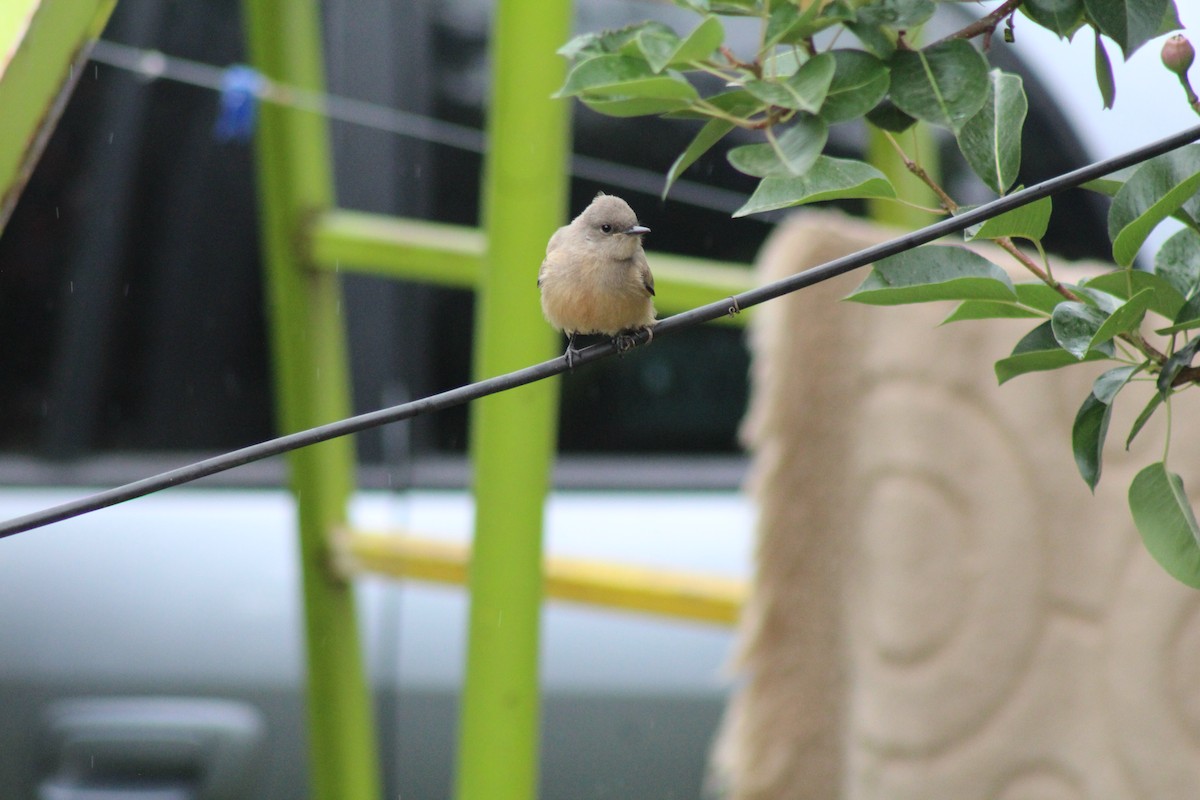 Say's Phoebe - ML610044690