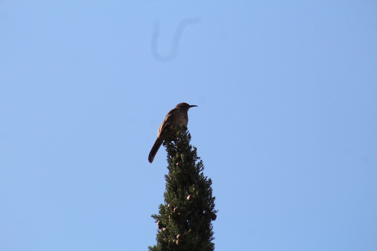 Curve-billed Thrasher - ML610044700