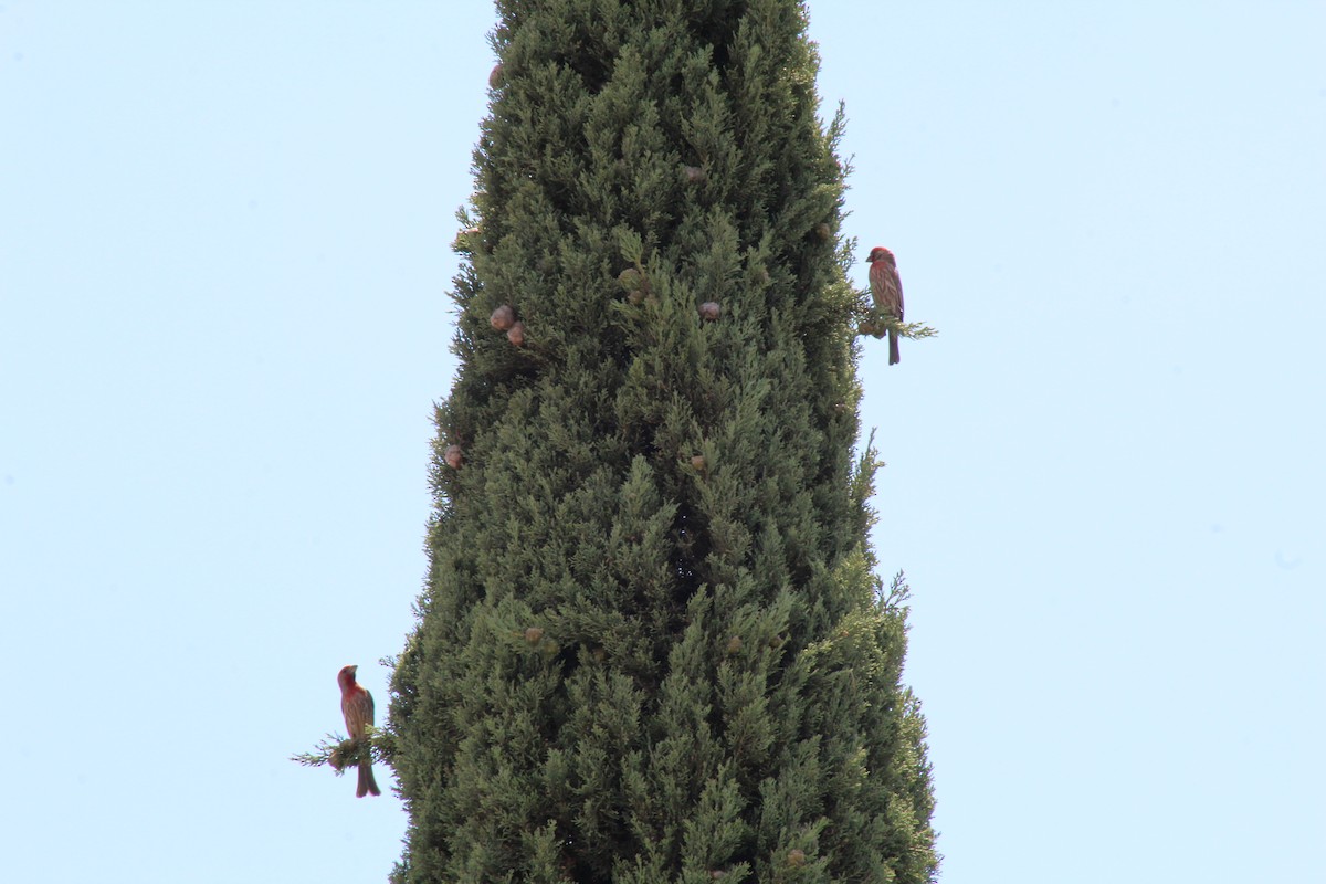 House Finch - ML610044713