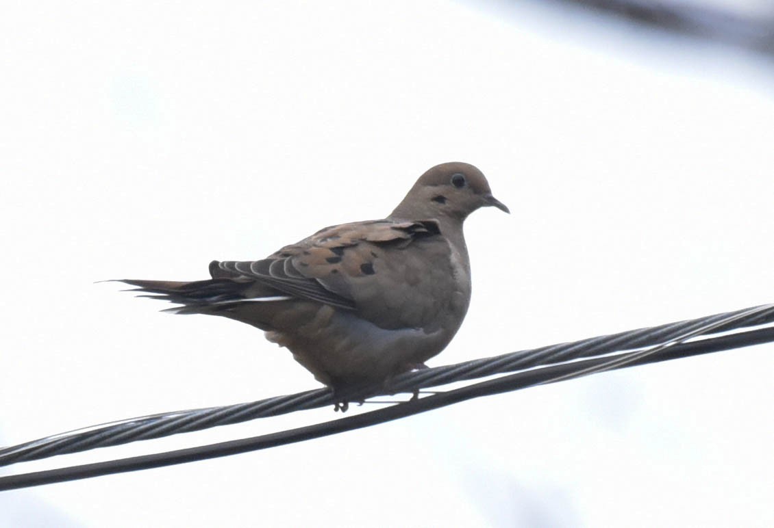 Mourning Dove - ML610044734