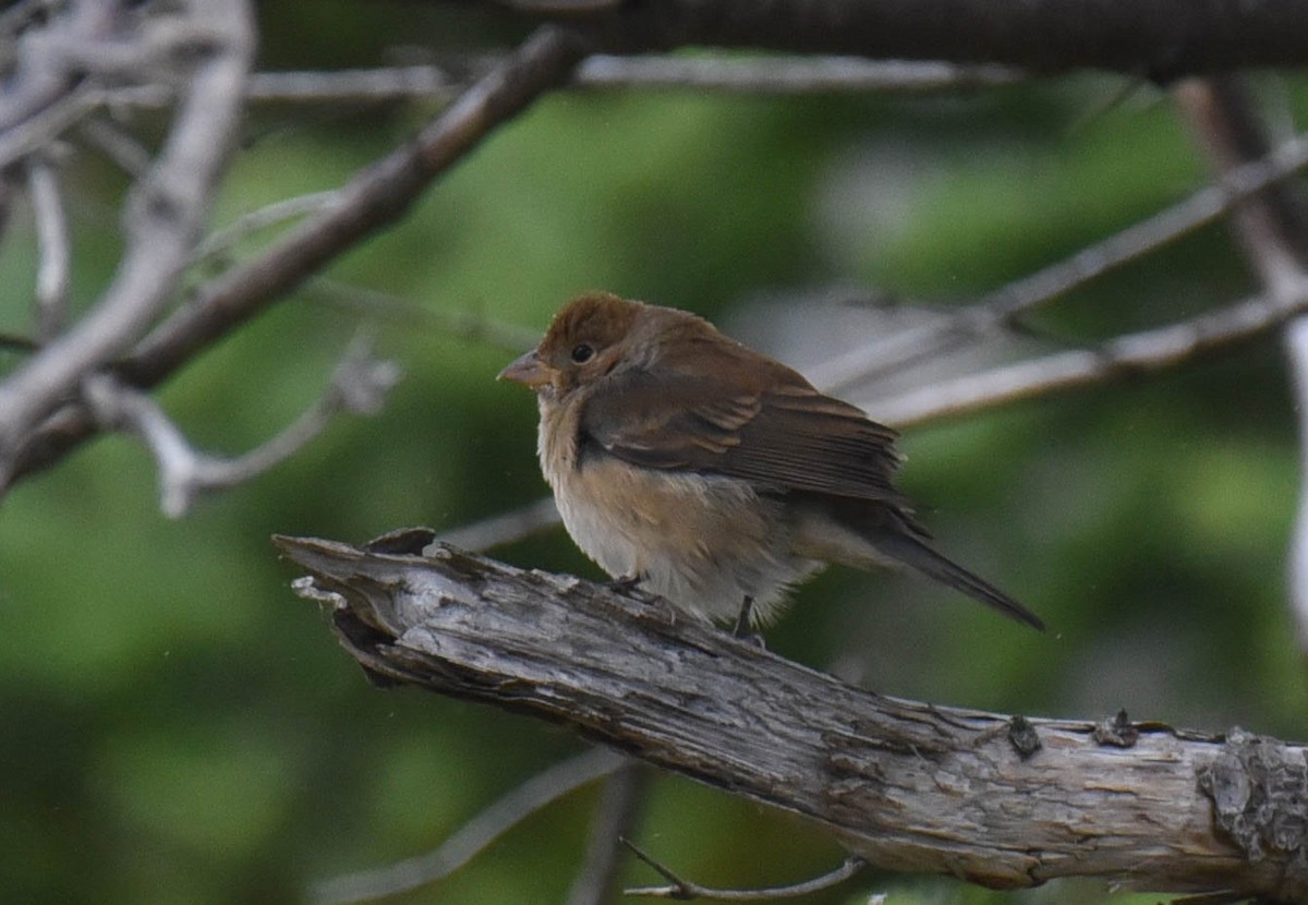 Indigo Bunting - ML610044744