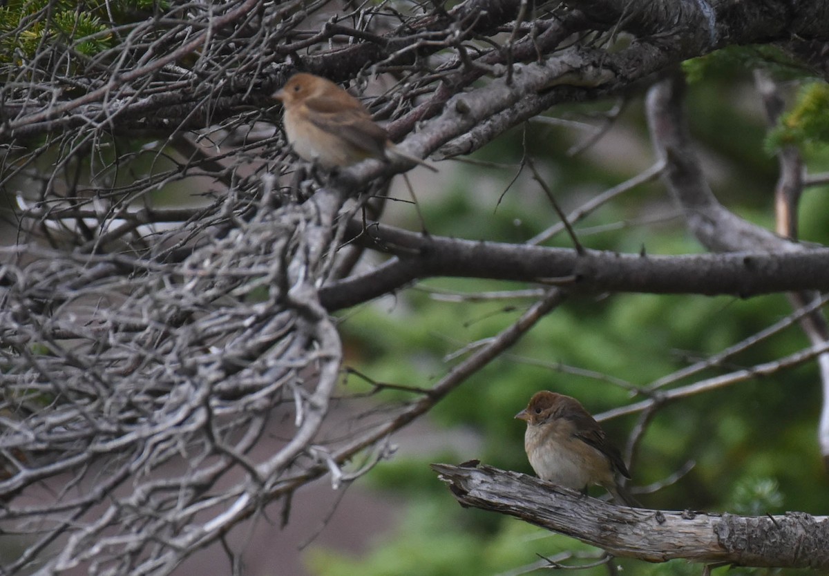 Indigo Bunting - ML610044747