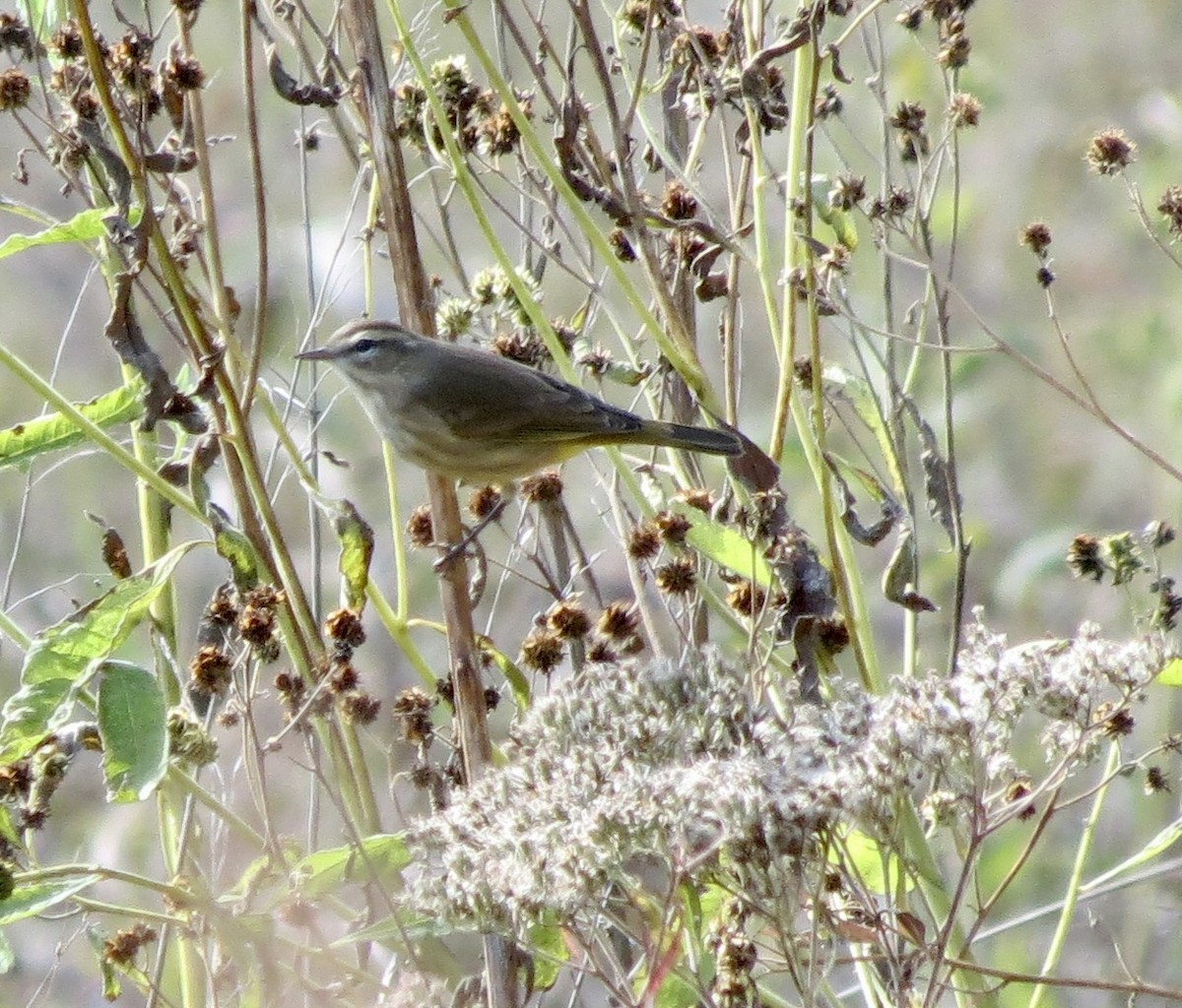 Paruline à couronne rousse - ML610044763