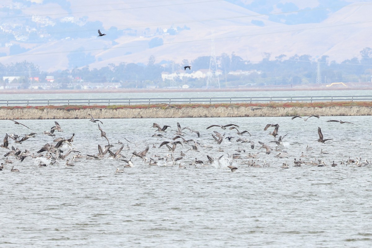 Brown Pelican - ML610044824