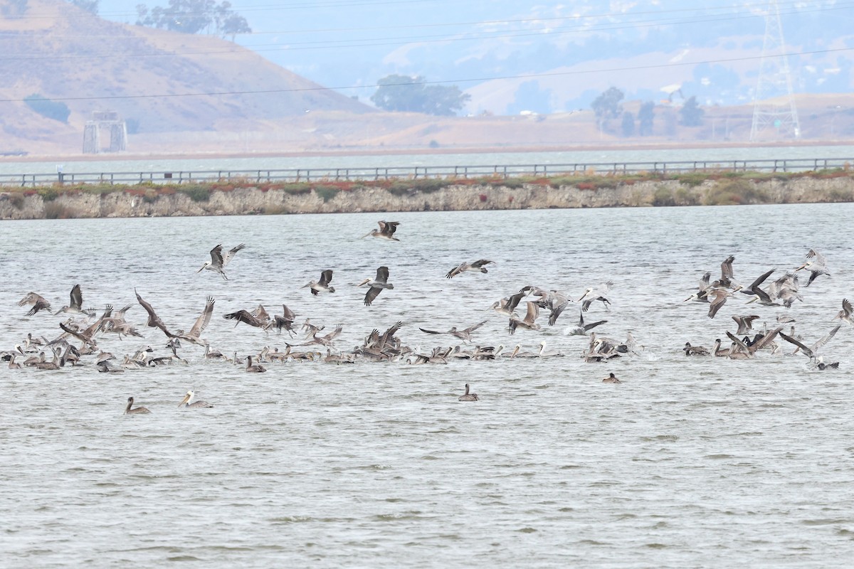 Brown Pelican - ML610044825