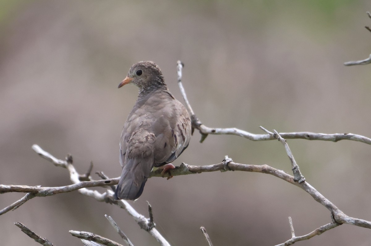 Common Ground Dove - ML610044846