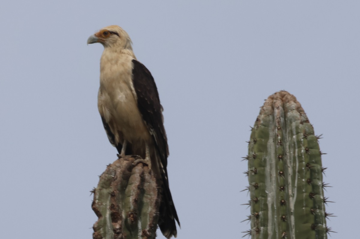 Yellow-headed Caracara - ML610044874