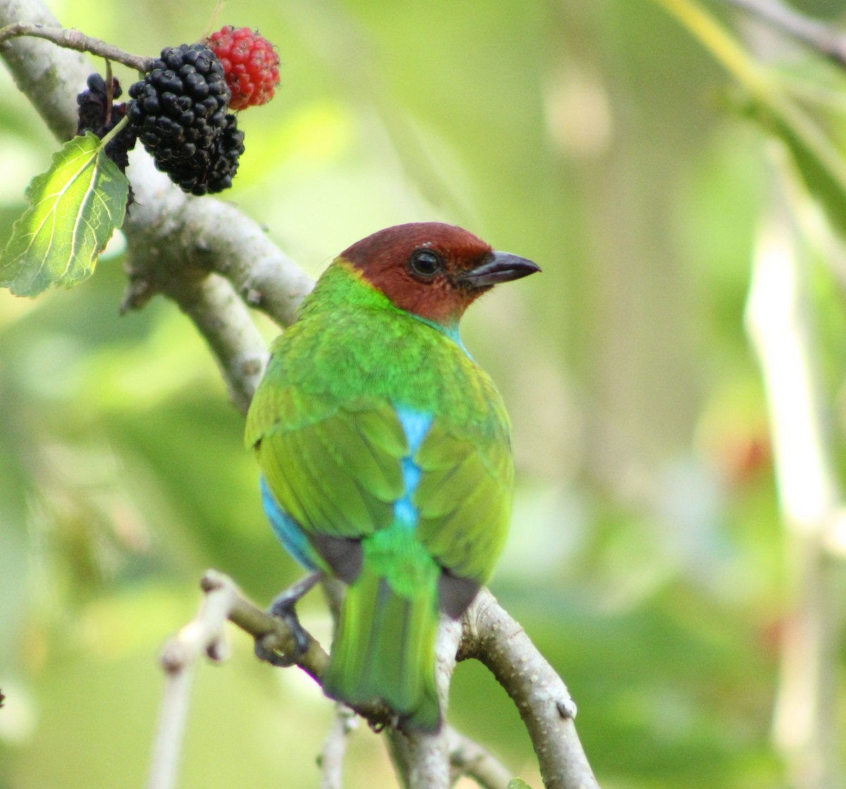 Bay-headed Tanager - ML610044885