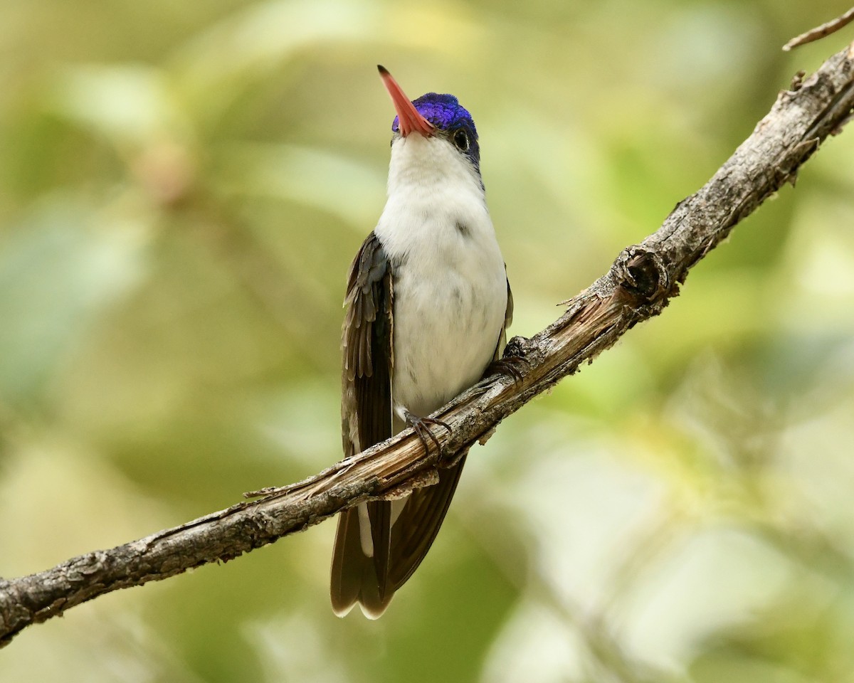 Violet-crowned Hummingbird - Justus P