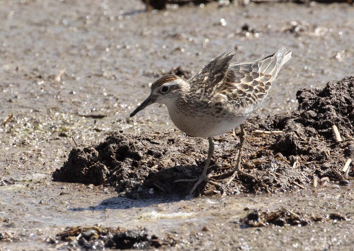 Spitzschwanz-Strandläufer - ML610045002