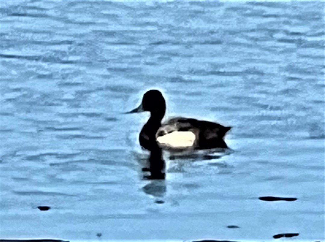 Lesser Scaup - ML610045025