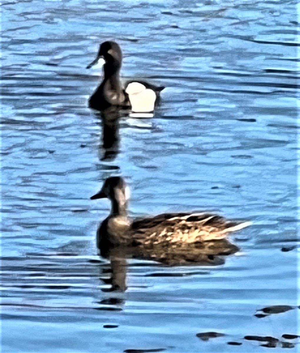 Lesser Scaup - ML610045026