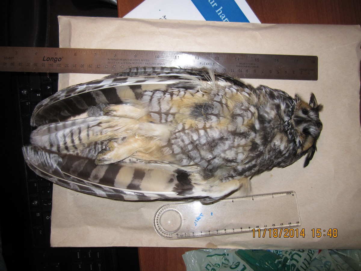 Long-eared Owl - Newfoundland & Labrador Bird Records