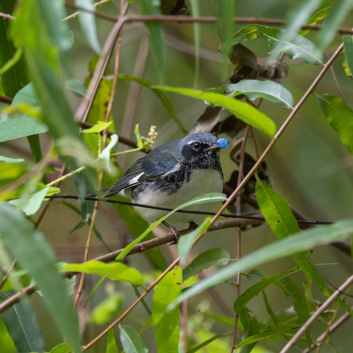 Black-throated Blue Warbler - ML610045161