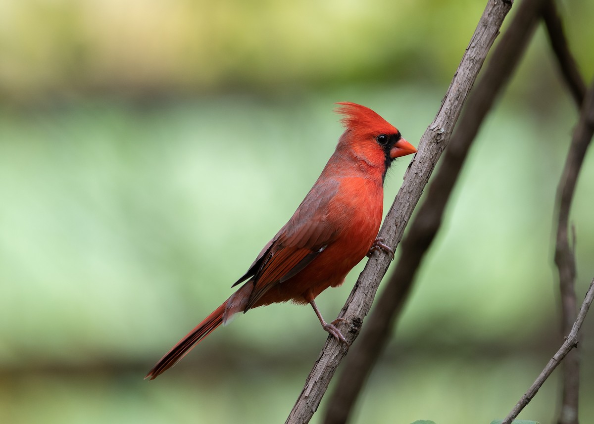 Northern Cardinal - ML610045164