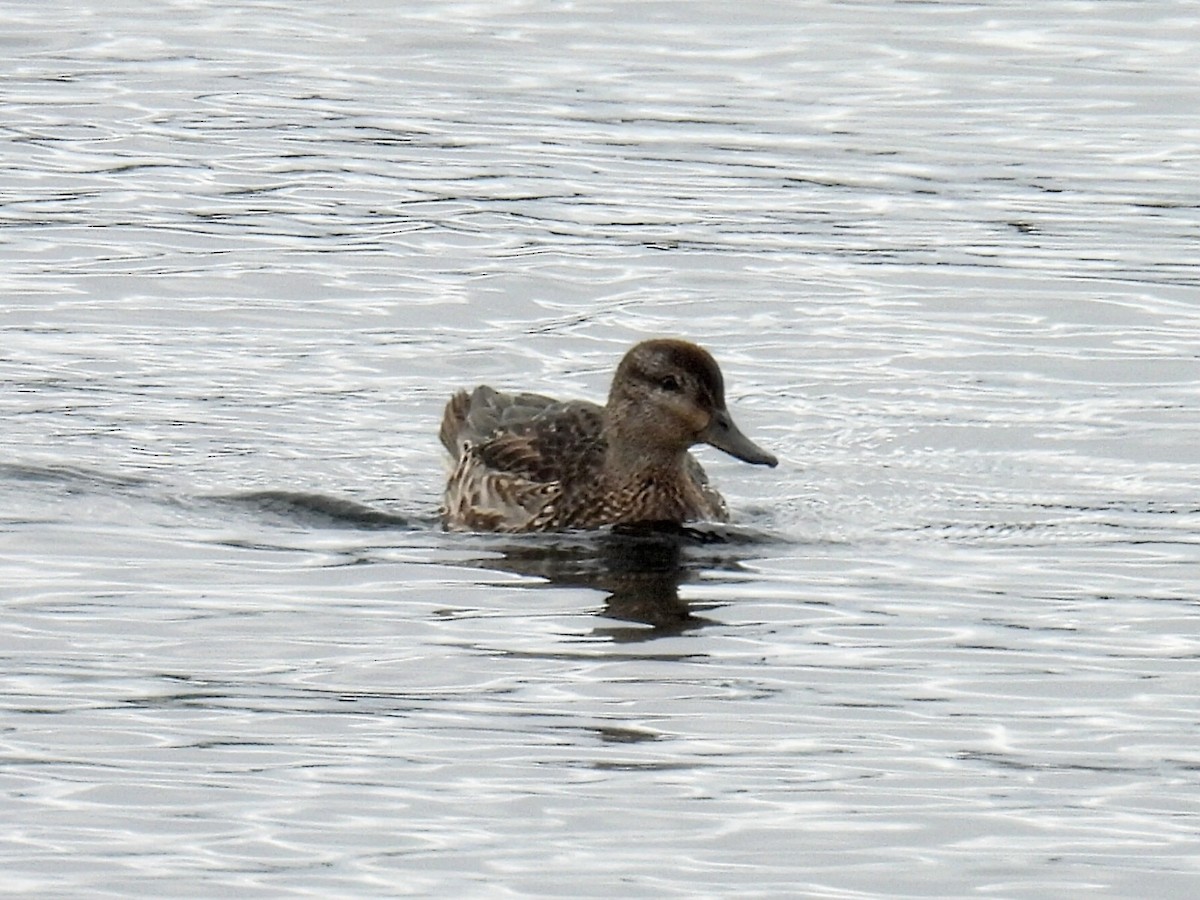 Gadwall - ML610045169