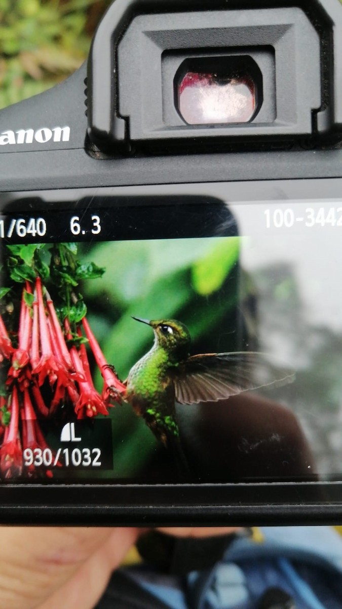 kolibřík ostrozobý - ML610045263