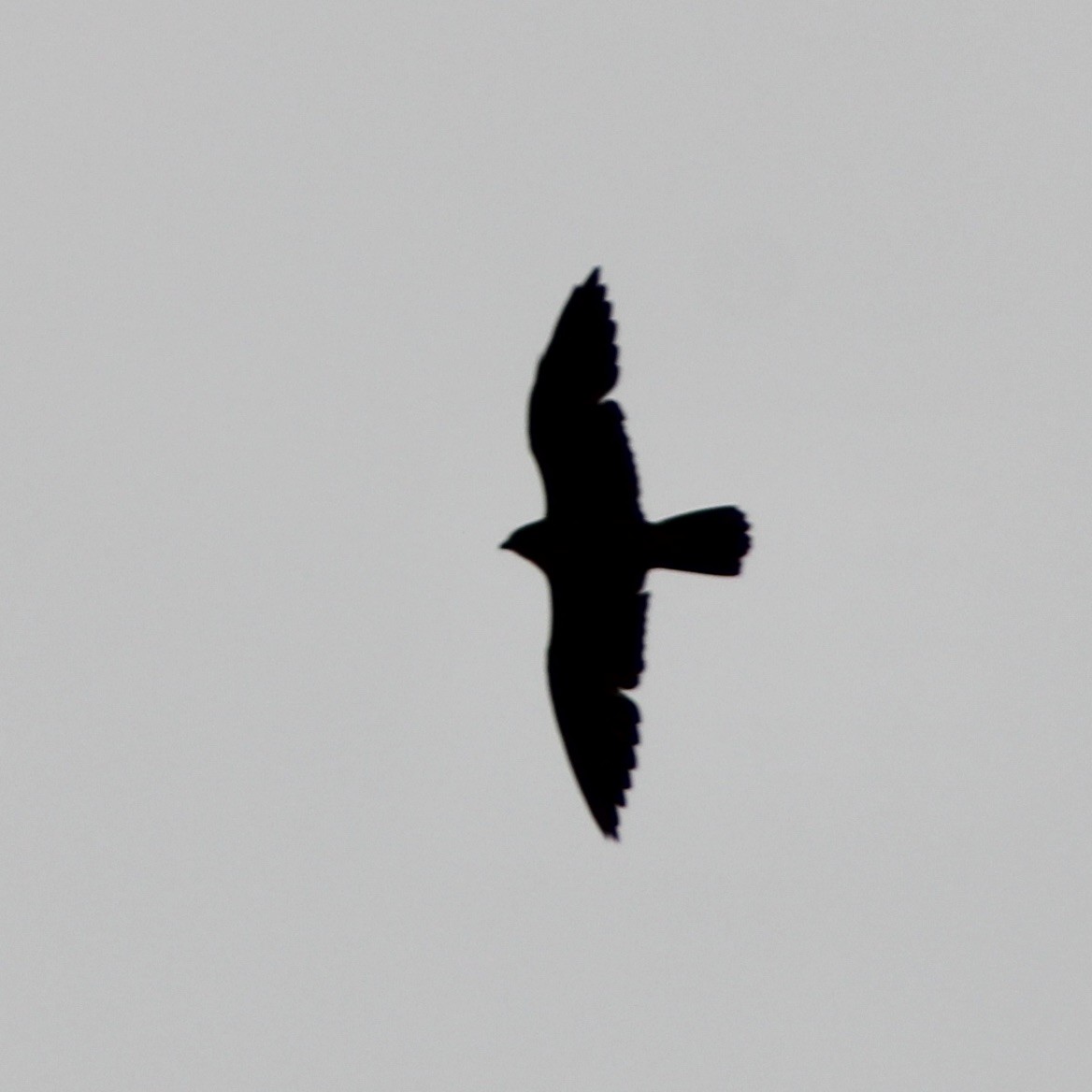 Peregrine Falcon - ML610045264