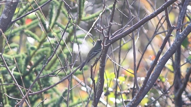 granempid - ML610045299