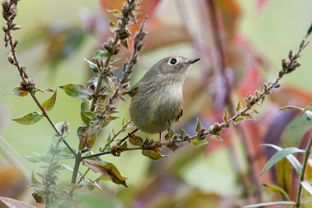 Ruby-crowned Kinglet - ML610045300