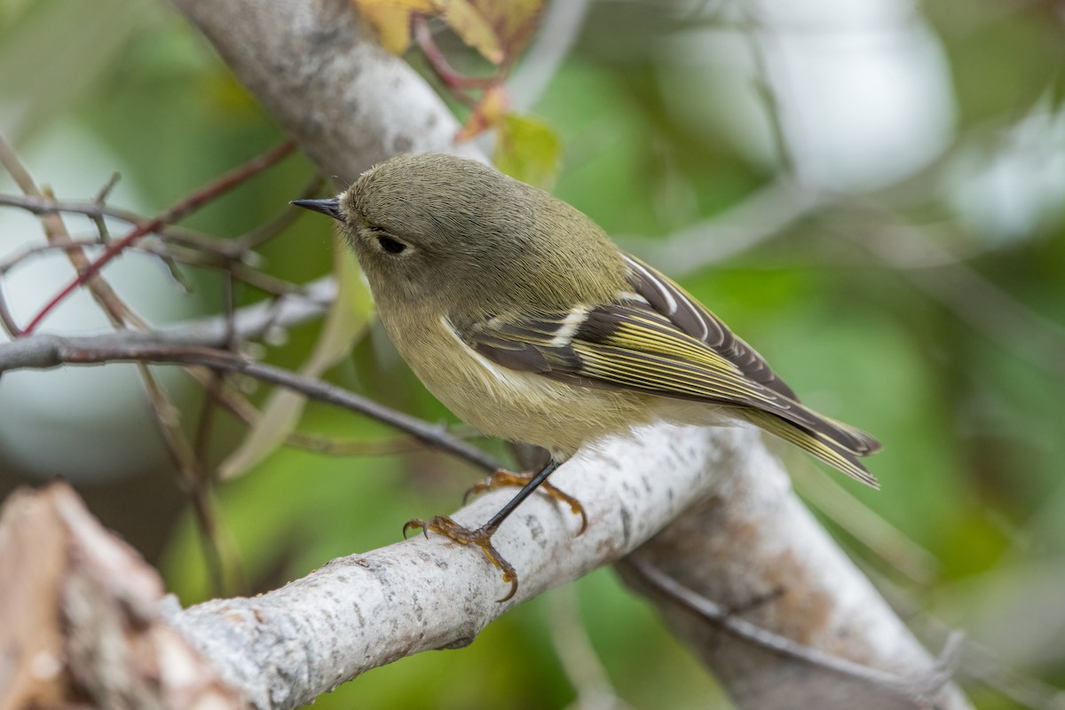 Ruby-crowned Kinglet - ML610045301