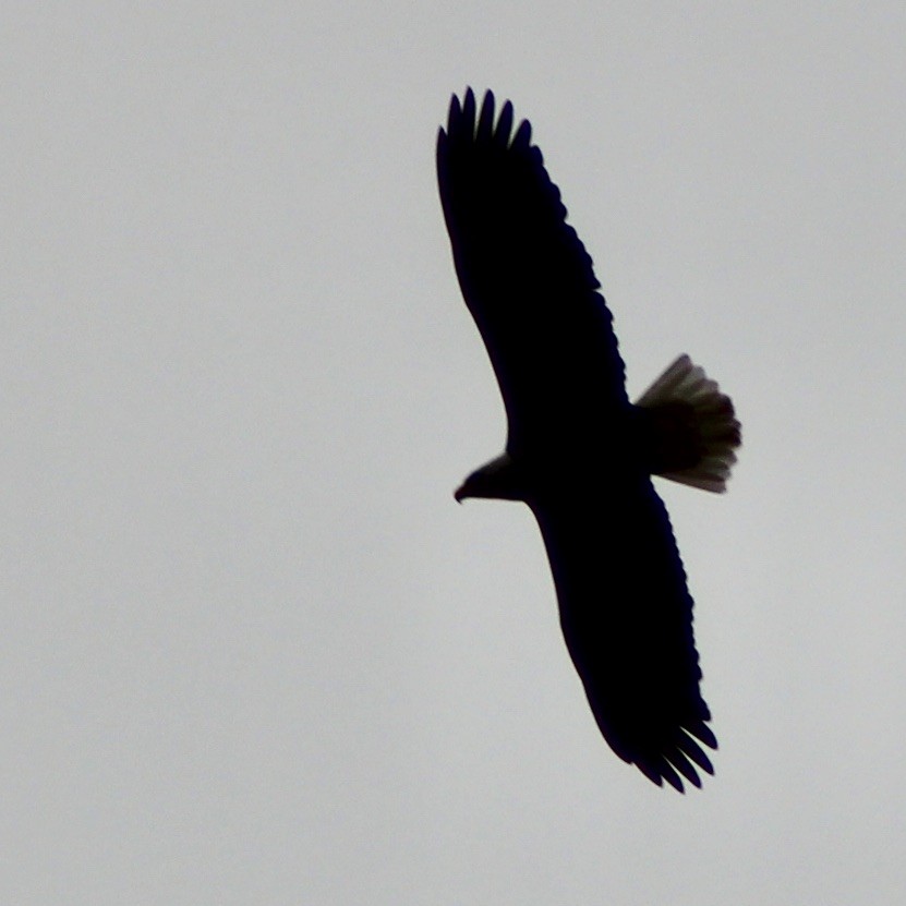 Bald Eagle - ML610045309