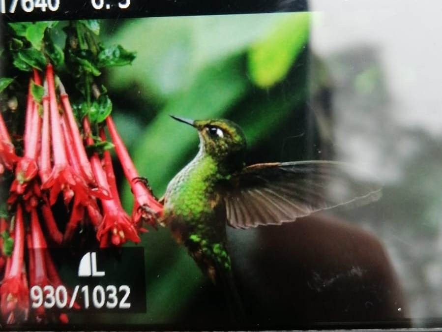 kolibřík ostrozobý - ML610045315