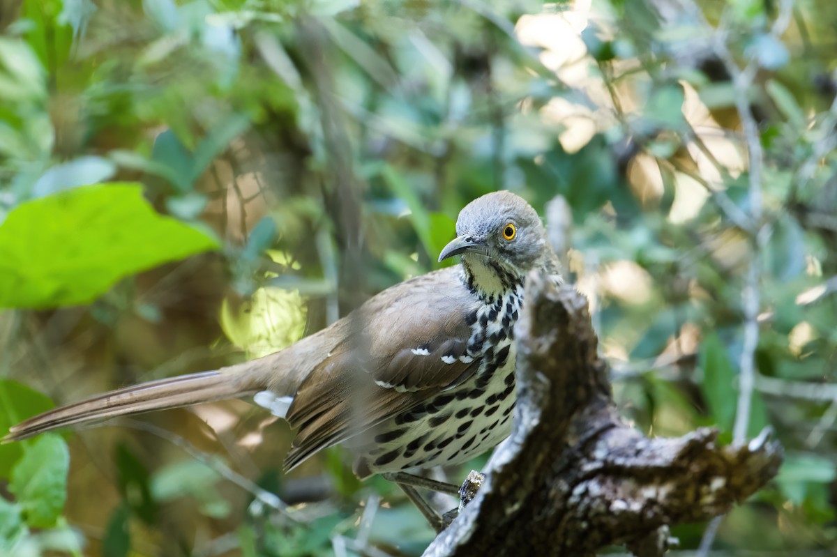 Long-billed Thrasher - DAB DAB