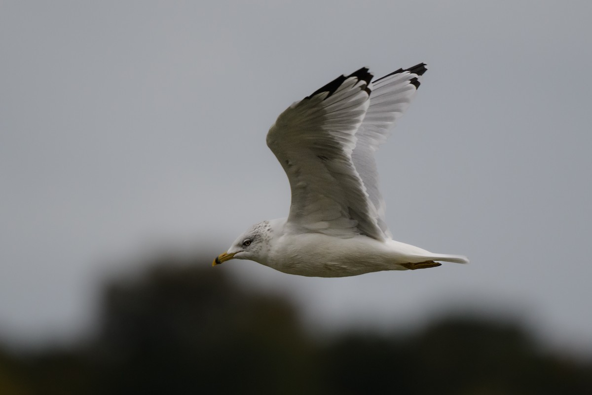 Ring-billed Gull - ML610045356