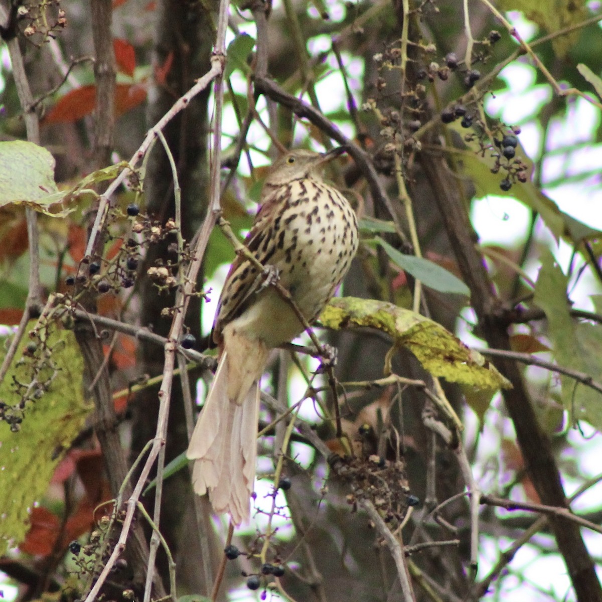 Brown Thrasher - ML610045366