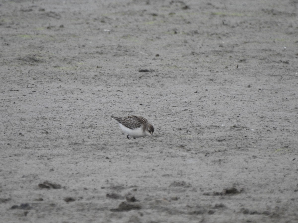 Semipalmated Sandpiper - ML610045376