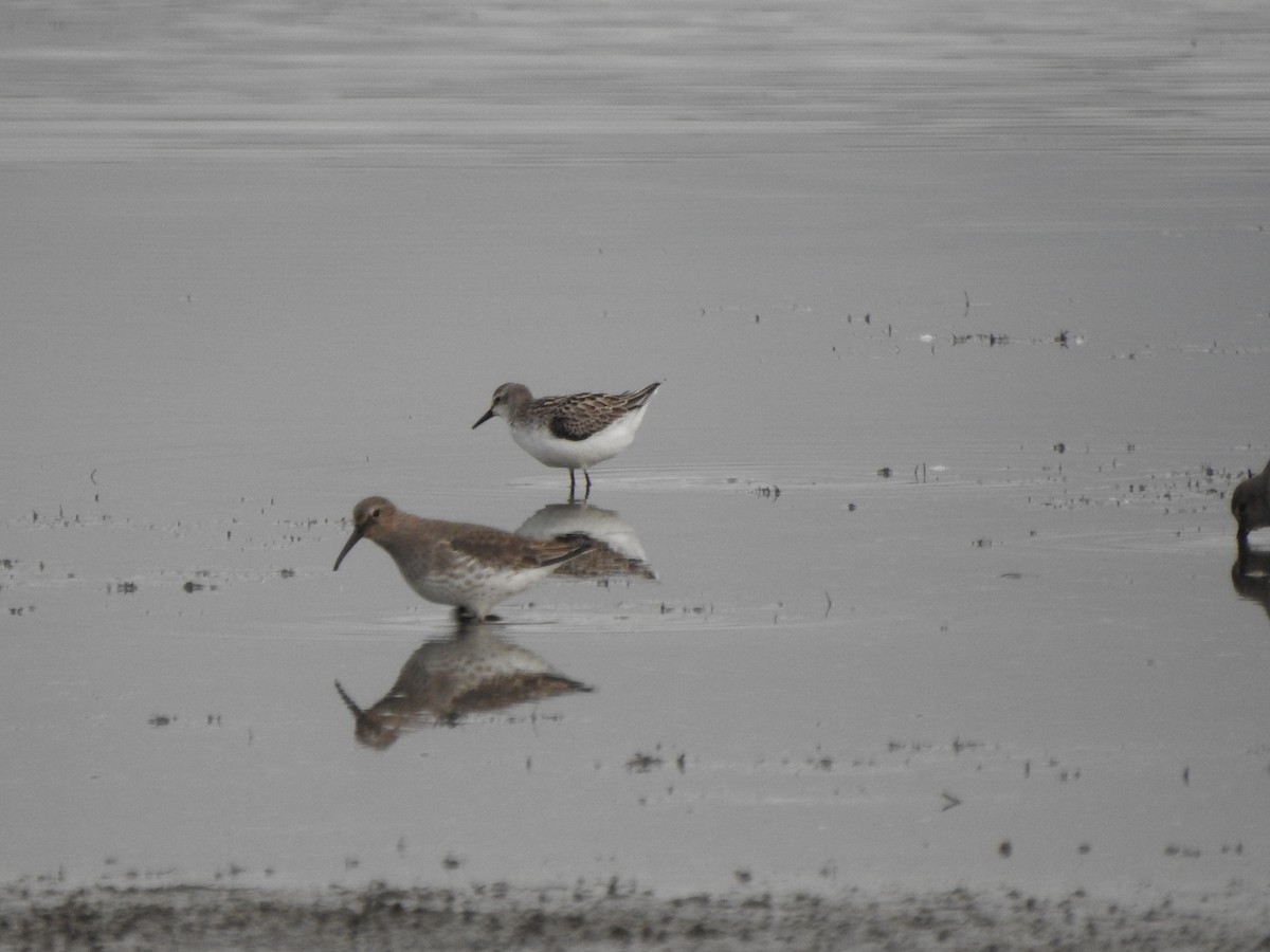 Semipalmated Sandpiper - ML610045377