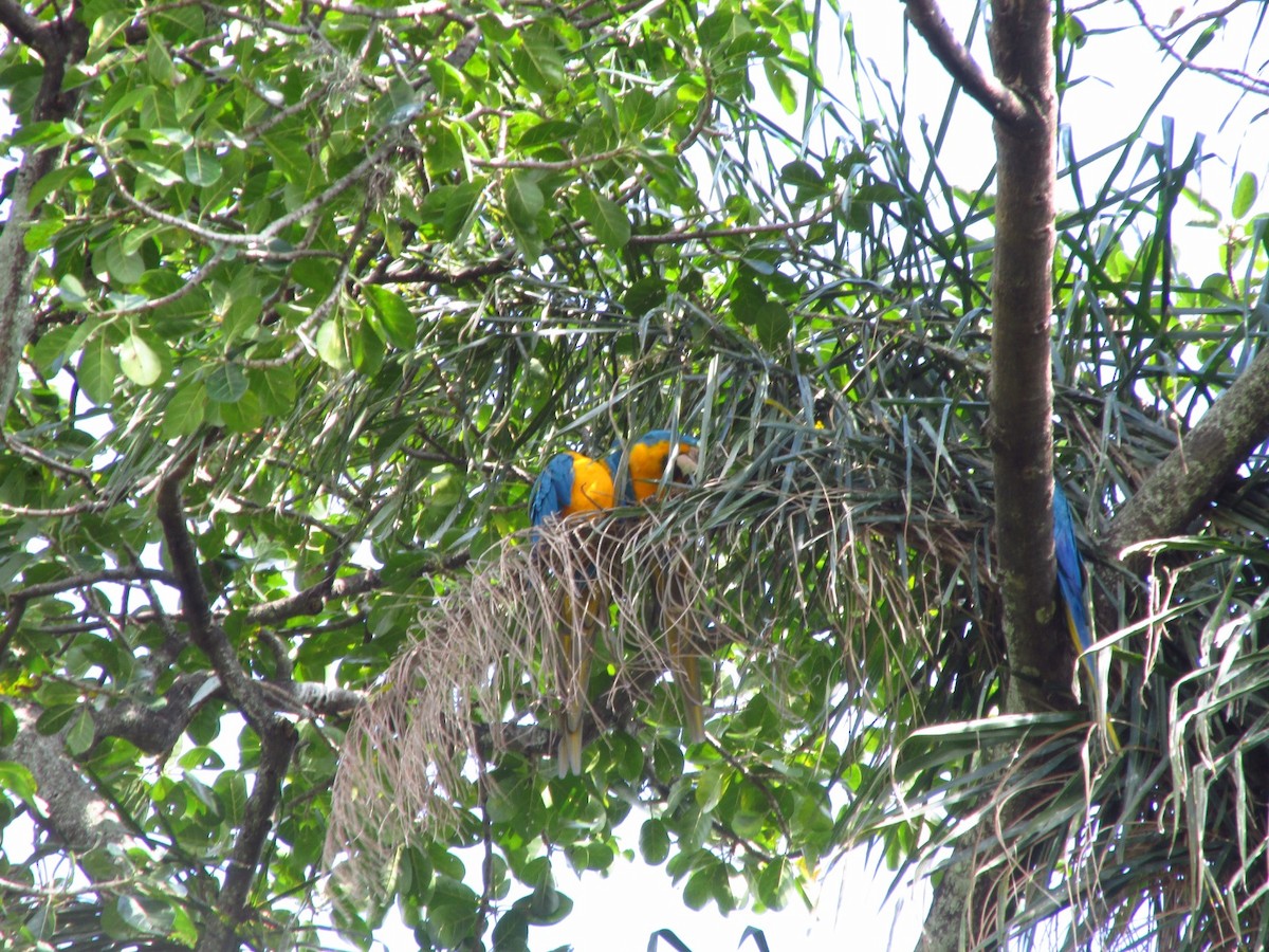 Blue-and-yellow Macaw - ML610045380