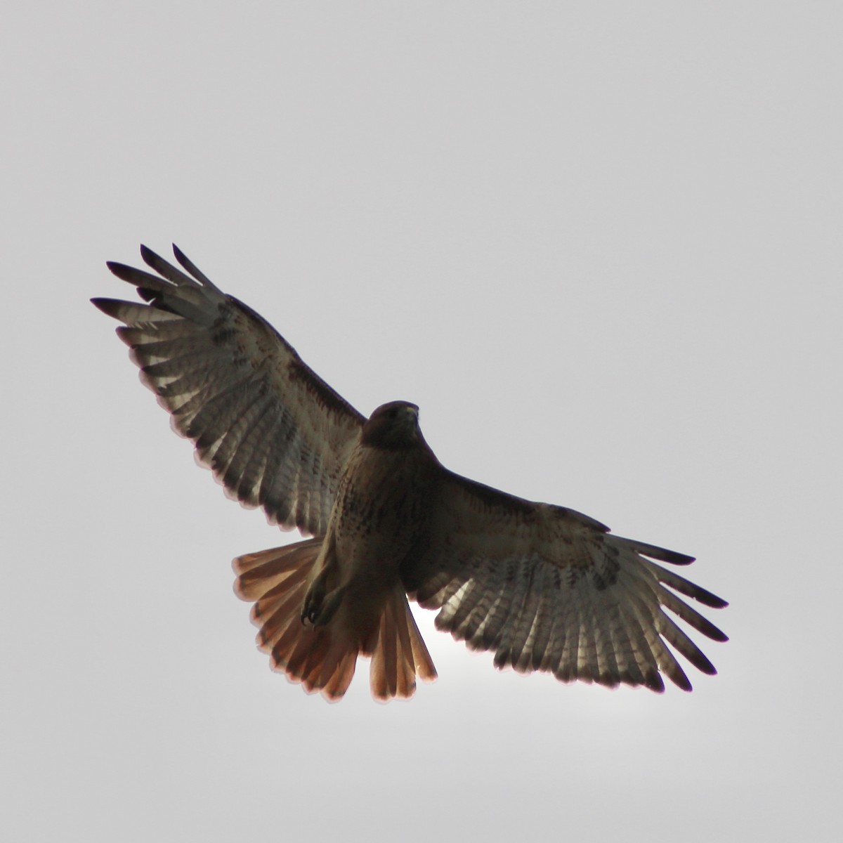 Red-tailed Hawk - ML610045397