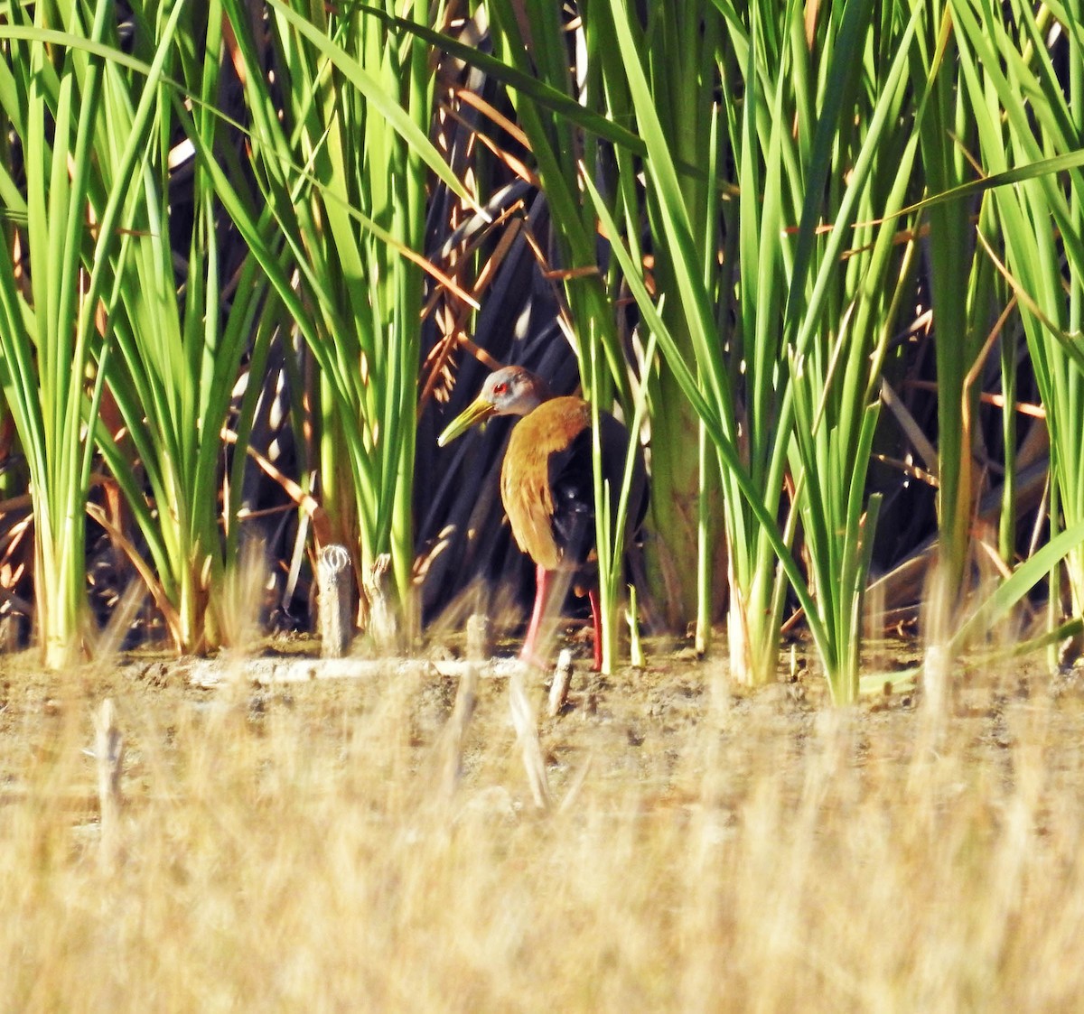 Giant Wood-Rail - ML610045416