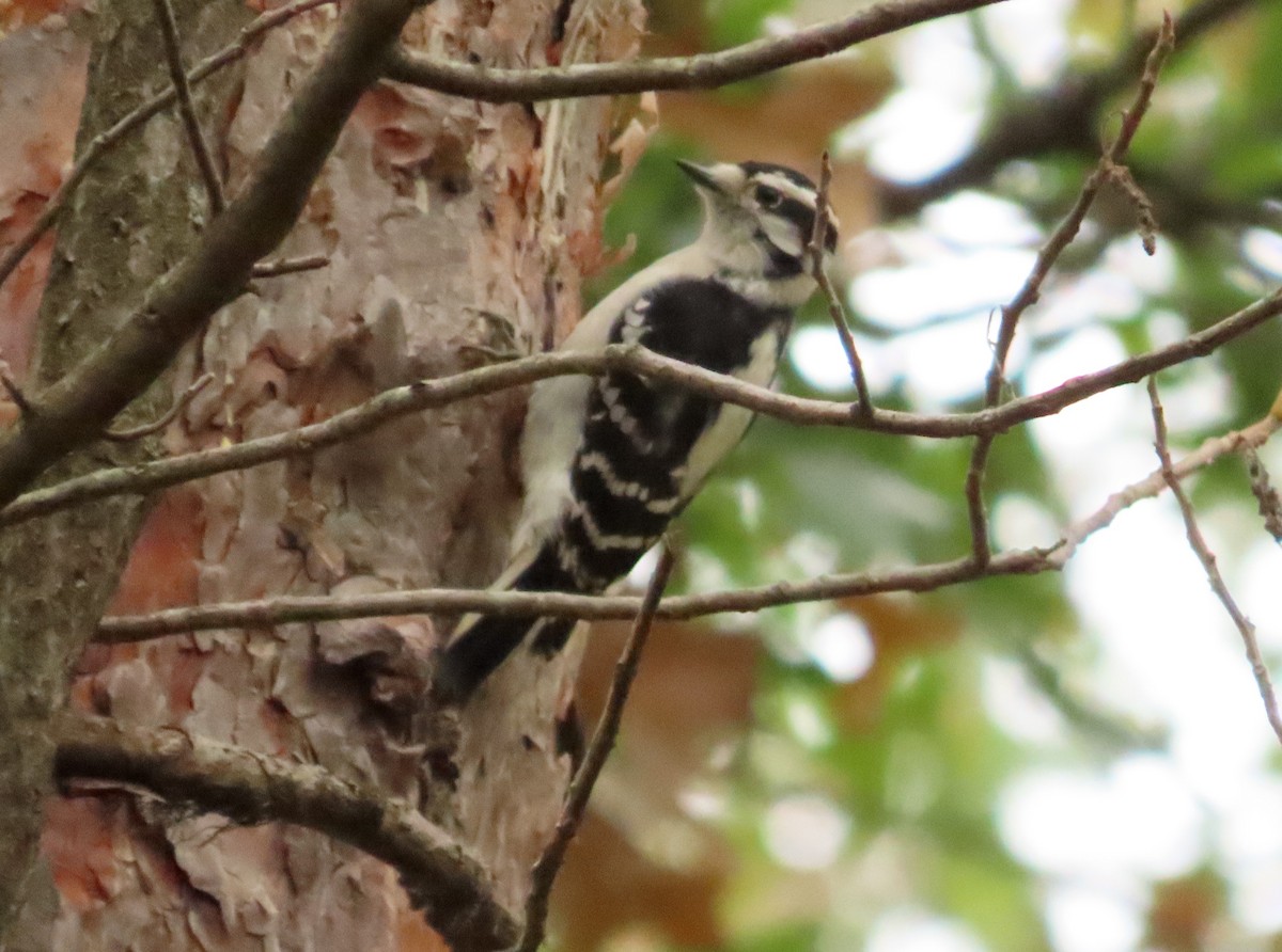 Downy Woodpecker - ML610045445