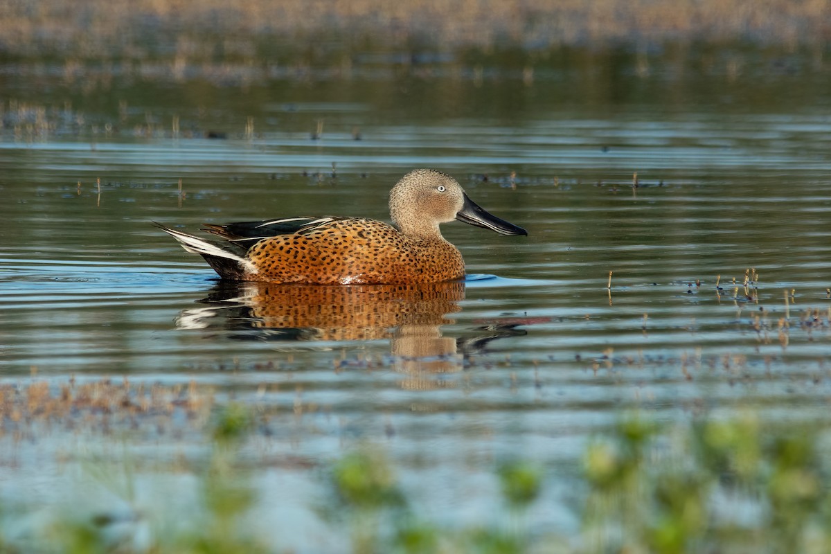 Red Shoveler - ML610045452