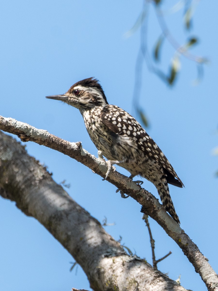 Checkered Woodpecker - ML610045529