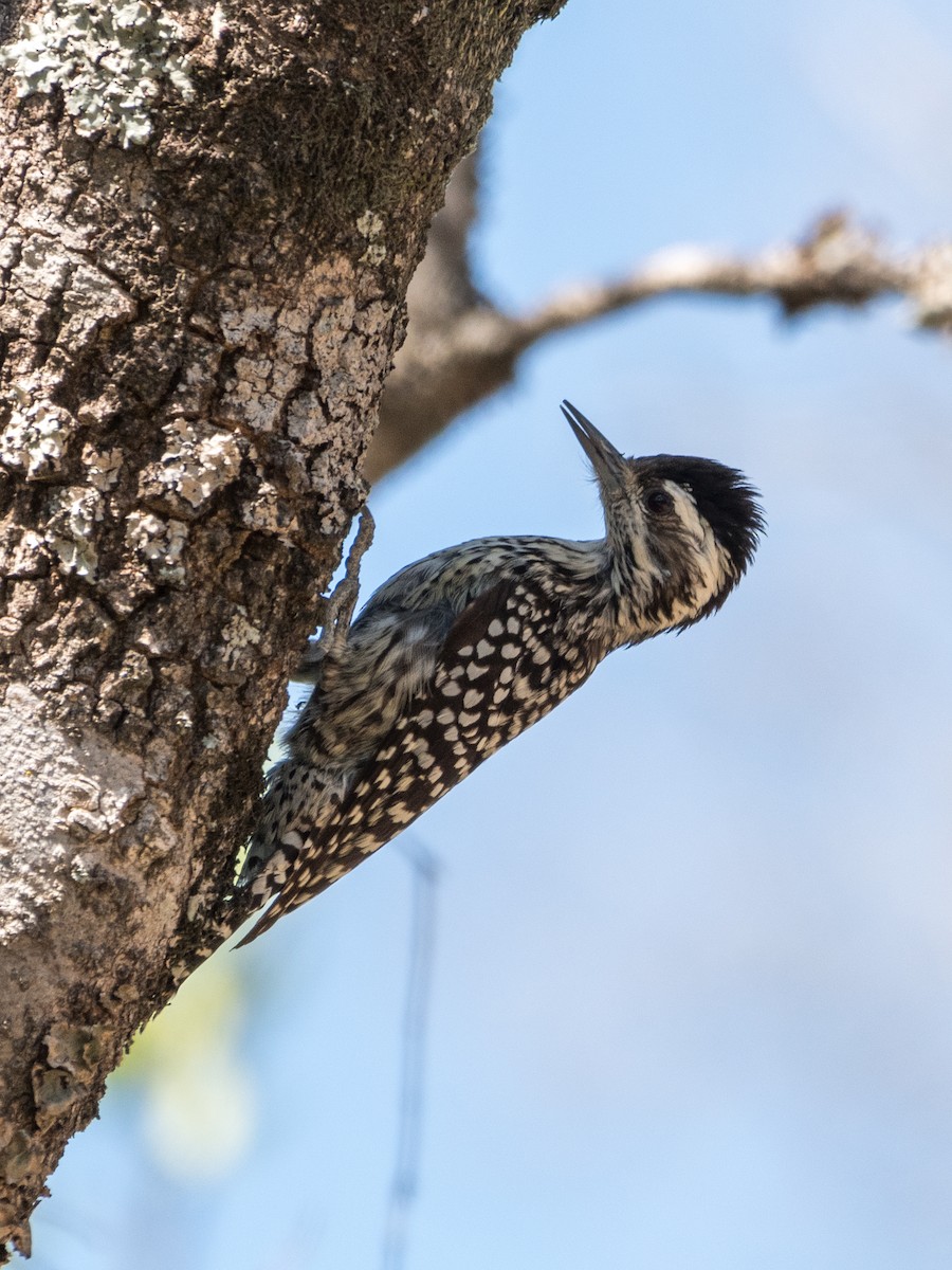 Checkered Woodpecker - ML610045532