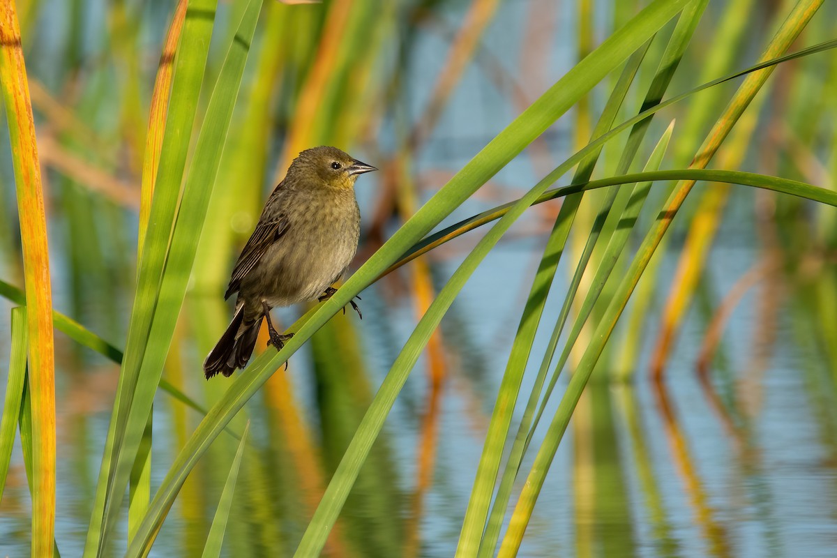 Chestnut-capped Blackbird - ML610045550