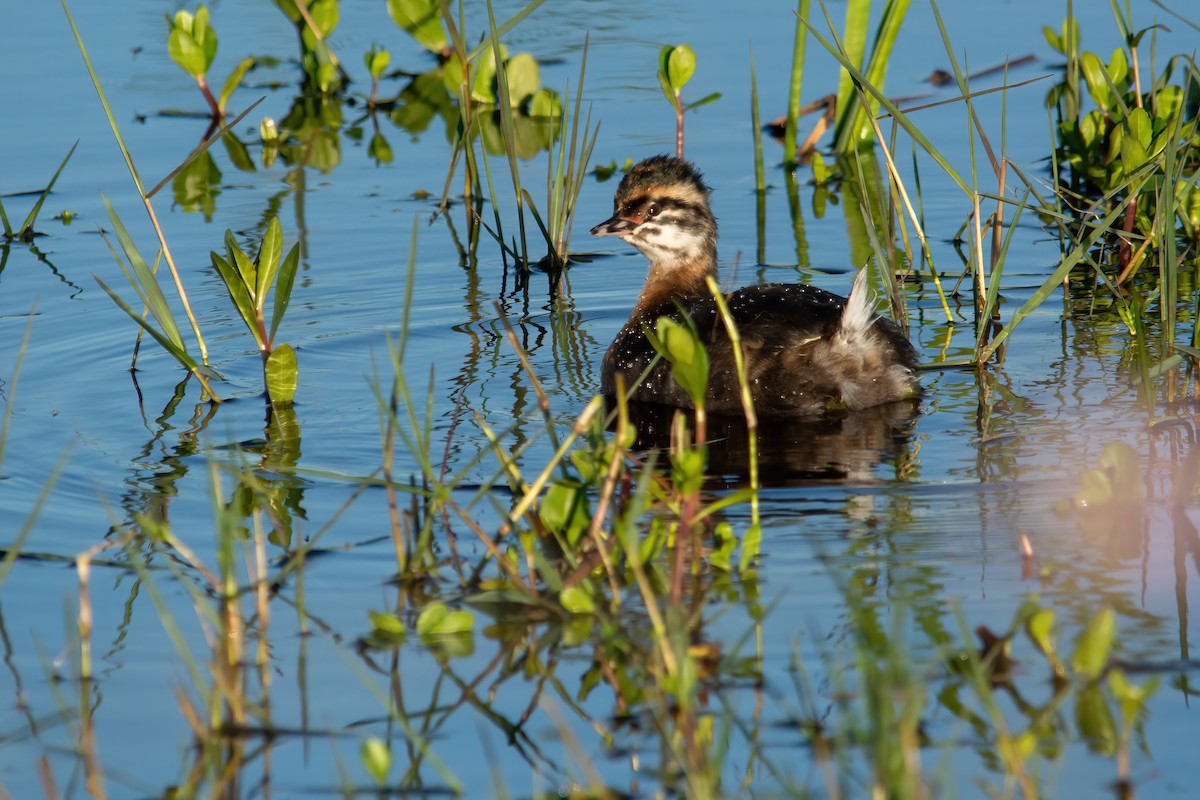 White-tufted Grebe - ML610045556