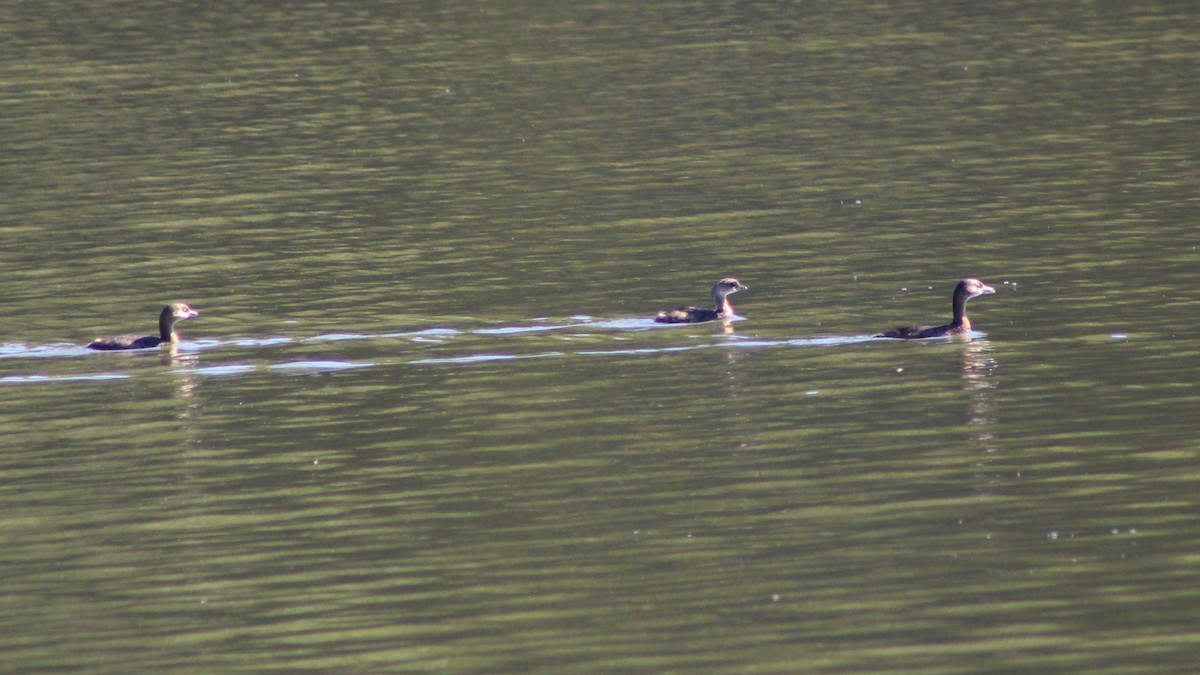 Pied-billed Grebe - ML610045611